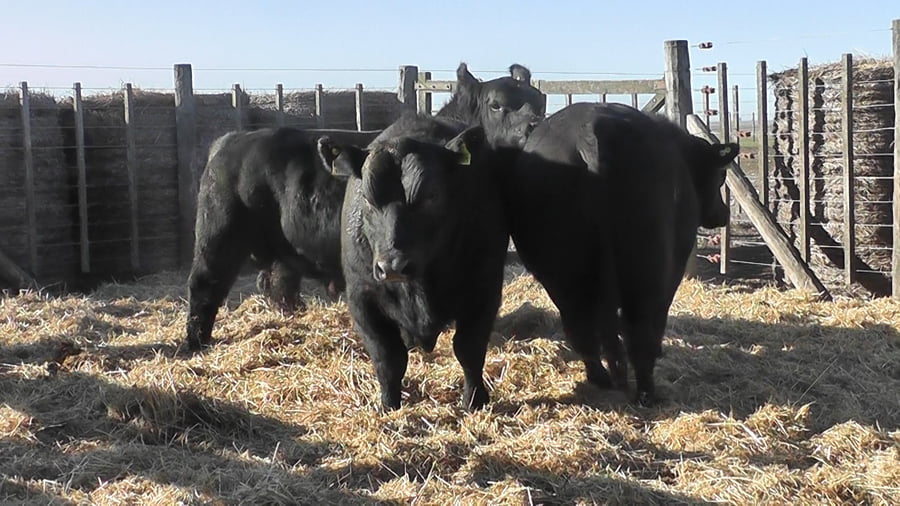 Lote 3 Toros a remate en Cabaña La Escondida de Zuberbühler, Buenos Aires