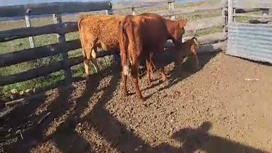 Lote 4 PIEZAS DE CRIA