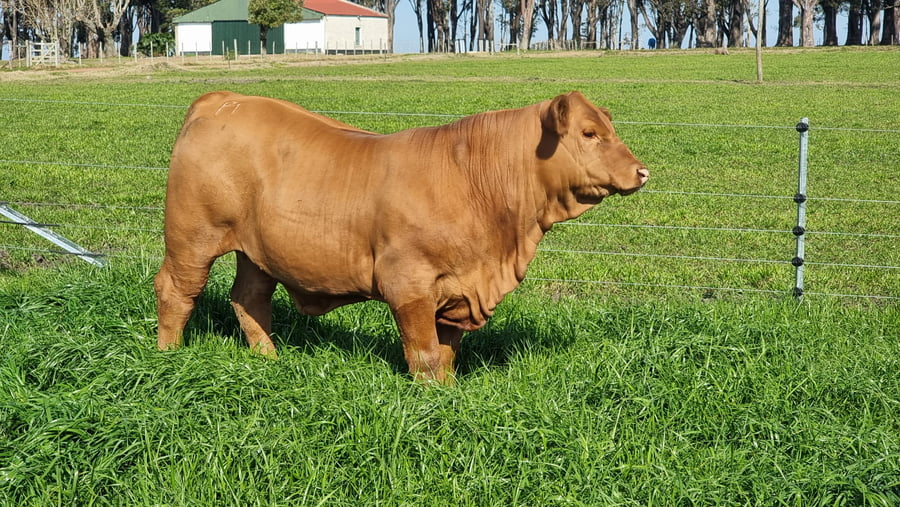 Lote JACARANDA BR ARDIENTE 18