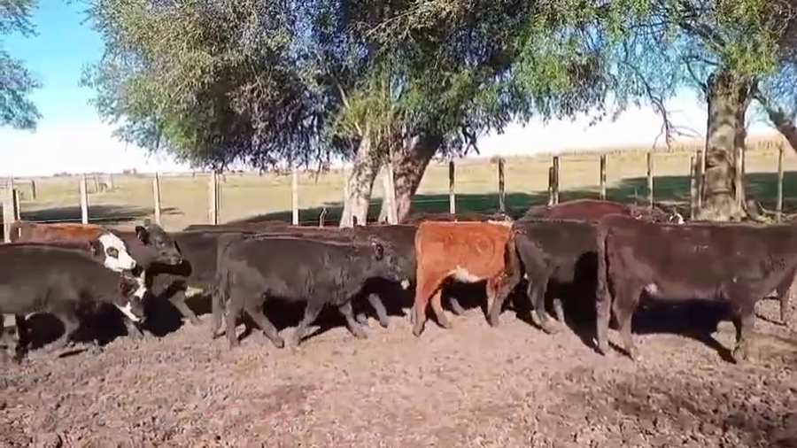 Lote TERNERAS