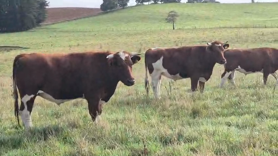 Lote 40 Novillo Gordo en Fresia, X Región Los Lagos