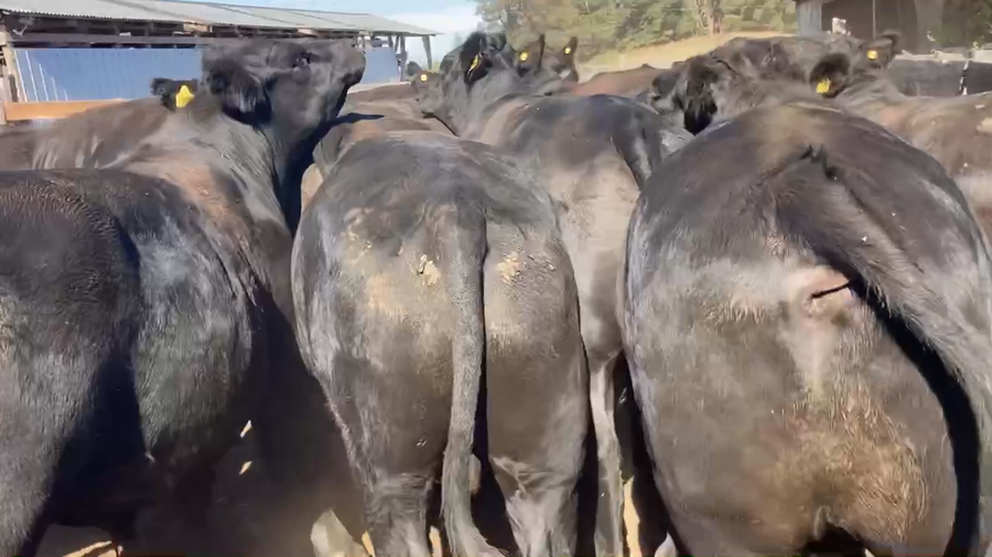 Lote 23 Novillo Gordo en Osorno, X Región Los Lagos