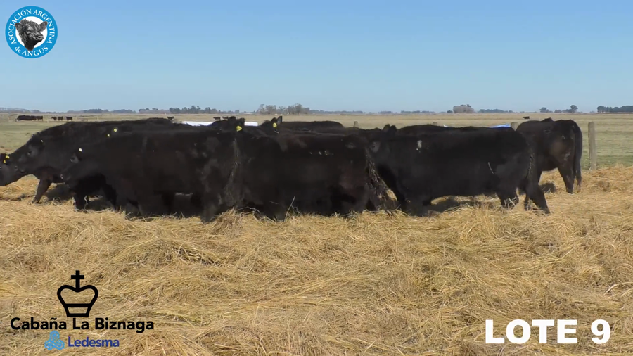 Lote 15 VAQUILLONAS ANGUS MAS