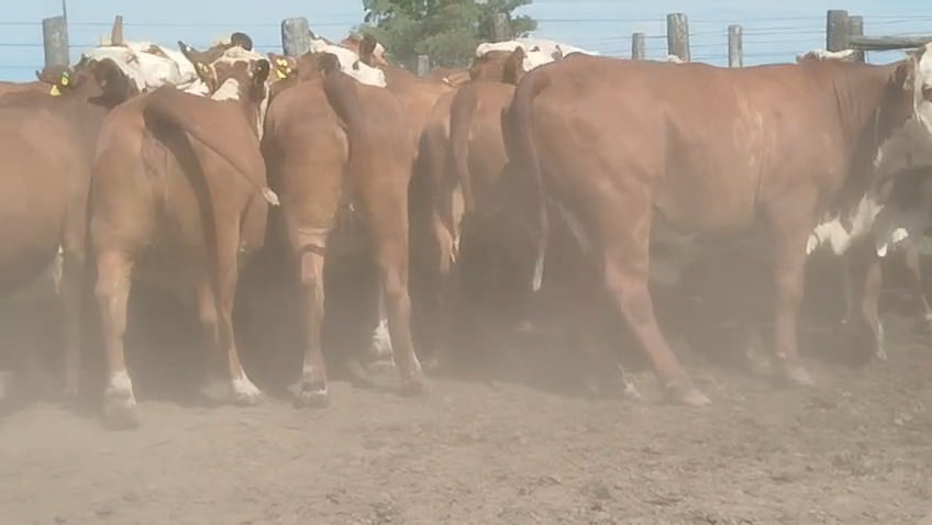 Lote 33 Vacas faena en Corrientes, Curuzu Cuatia