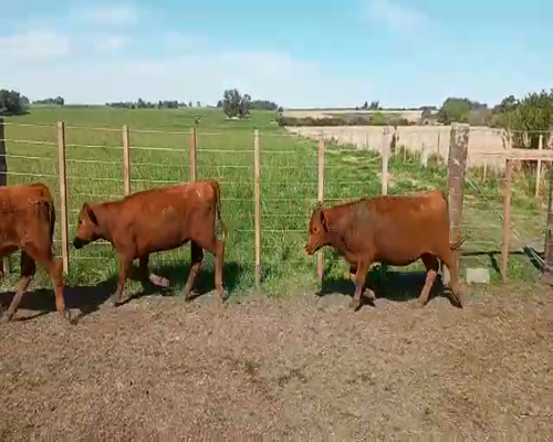 Lote Terneras