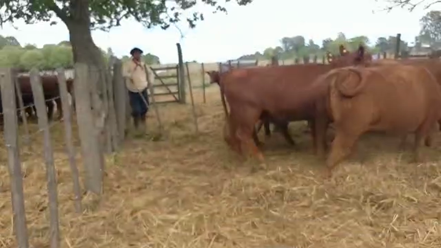 Lote "Corral 191 Vaq. Angus MAS y Generales Preñadas ""NOROSAL SA"""