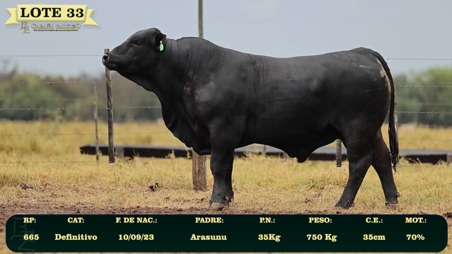 Lote LOTE 33