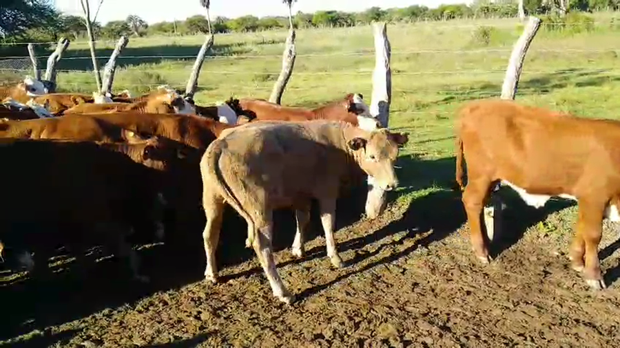 Lote 46 Terneras