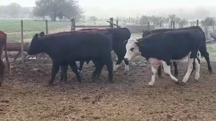 Lote NOVILLOS 1 A 2 AÑOS