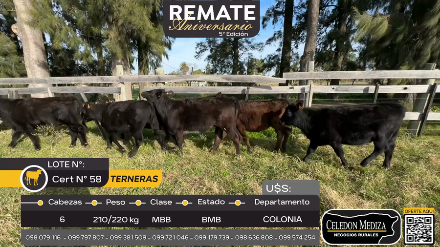 Lote 6 Terneras en Piedras de los Indios, Colonia