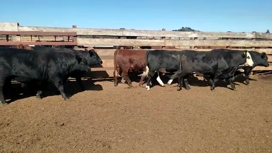 Lote 20 Novillo Gordo en Los Ángeles, VIII Región Biobío