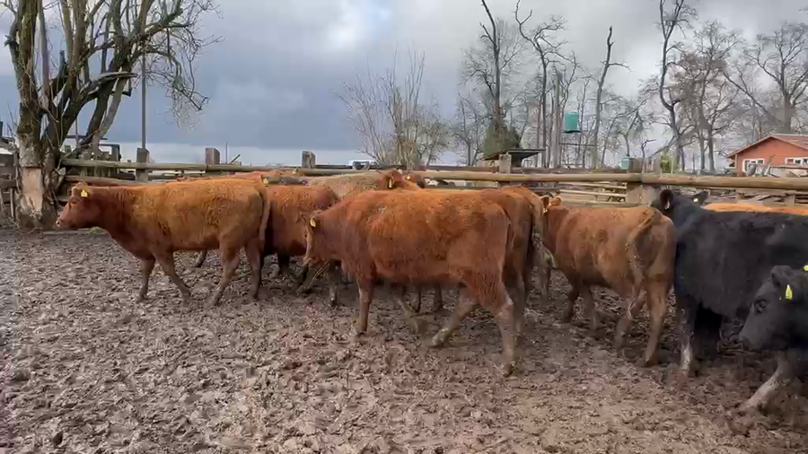 Lote 29 Vaquilla Engorda en Perquenco, IX Región Araucanía