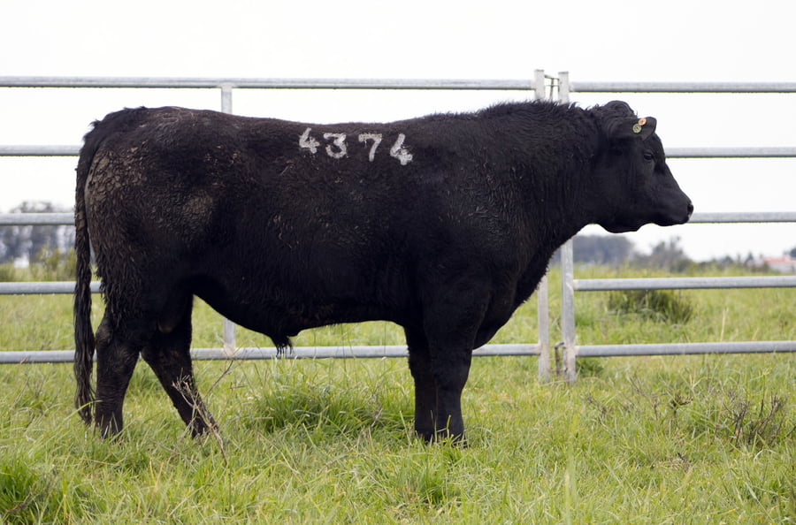 Lote ABERDEEN ANGUS SA - Angus NEGROS