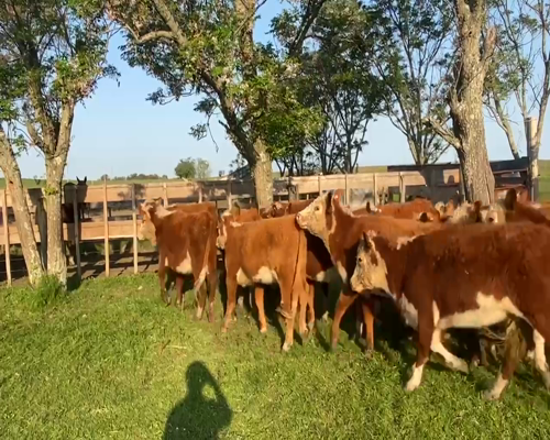 Lote 20 Vaquillonas 1 a 2 años