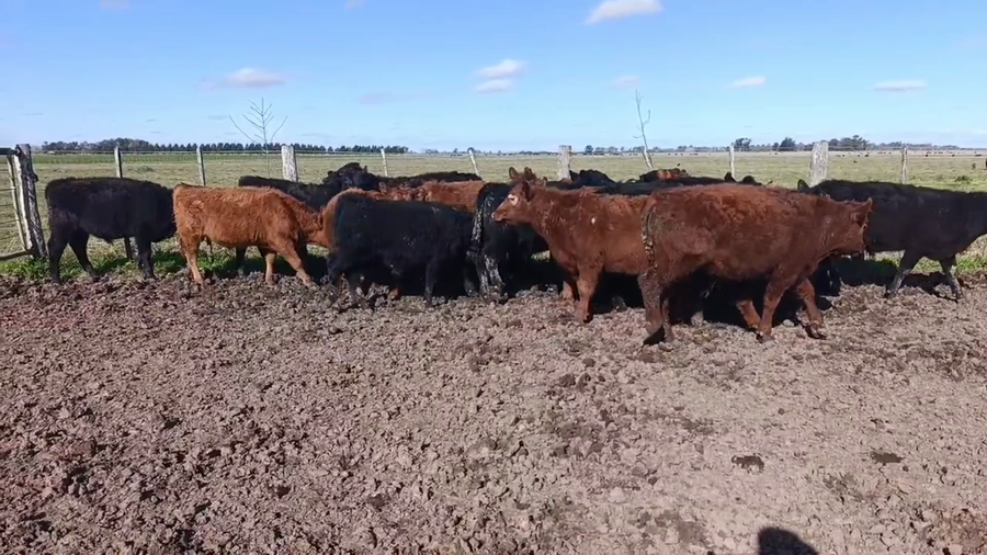 Lote 20 Terneros