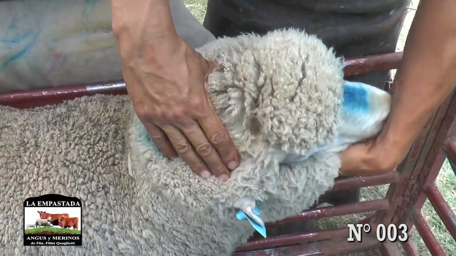 Lote CARNEROS DOHNE MERINO