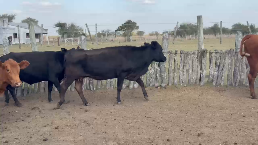 Lote 30 Vacas p/ invernar en Corrientes, Col. Libertad