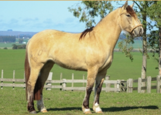 Lote ENCONADA 470 DE LA CASILLA