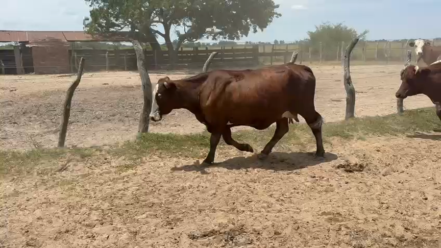 Lote 28 Vacas C/ cria en Corrientes, San Roque