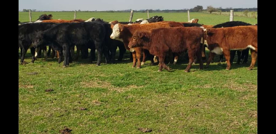 Lote 69 Terneros/as en Villaguay, Entre Ríos