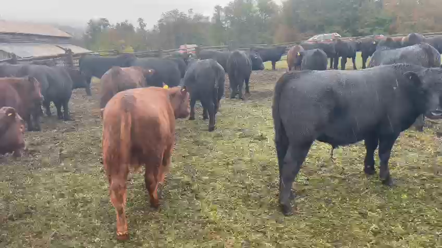 Lote 50 Ternero en Coyhaique, XI Región Aysén