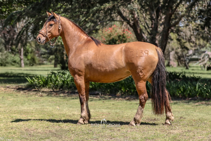 Lote Golilla Reserva