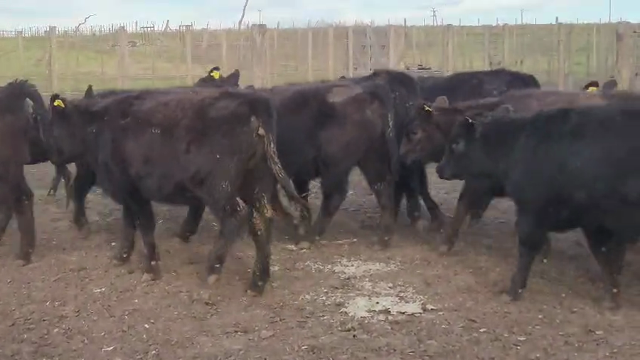 Lote 70 Terneras en Buenos Aires, Tandil