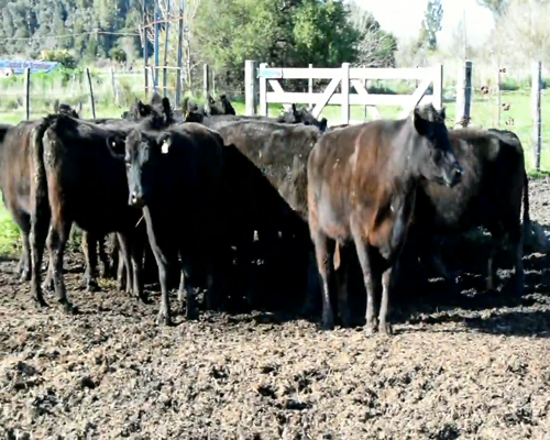 Lote VACAS ANGUS NEGRAS
