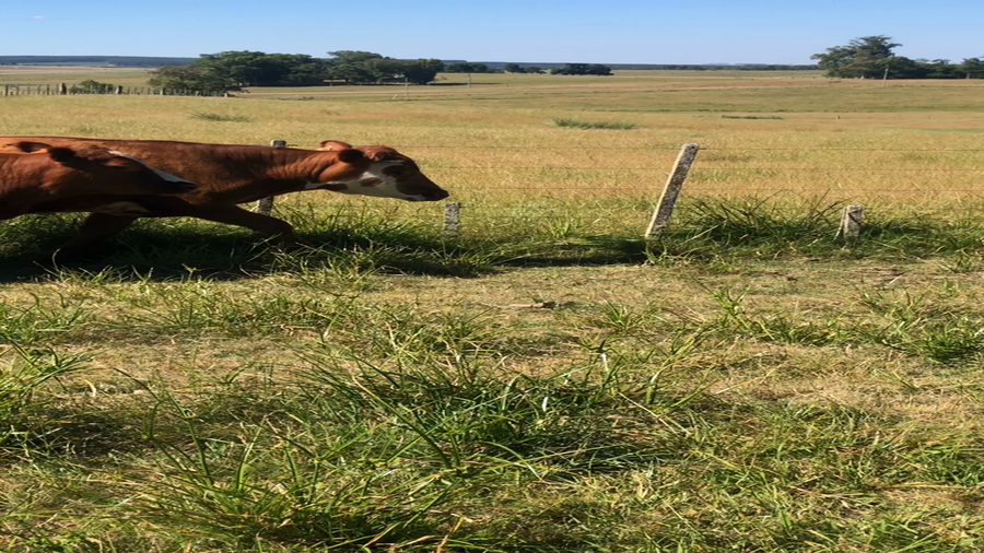 Lote 9 Novillos 1 a 2 años