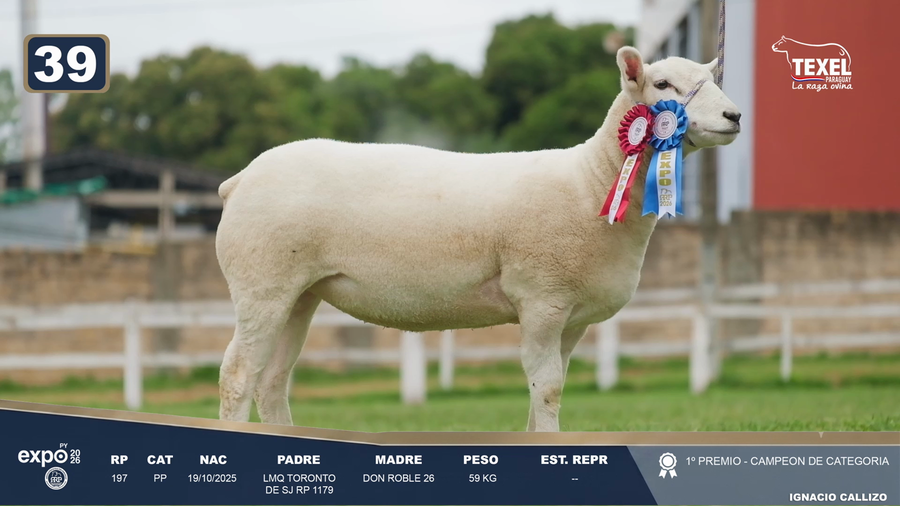 Lote LOTE 39
