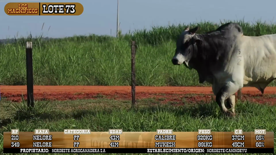 Lote LOTE 73- POR PANTALLA