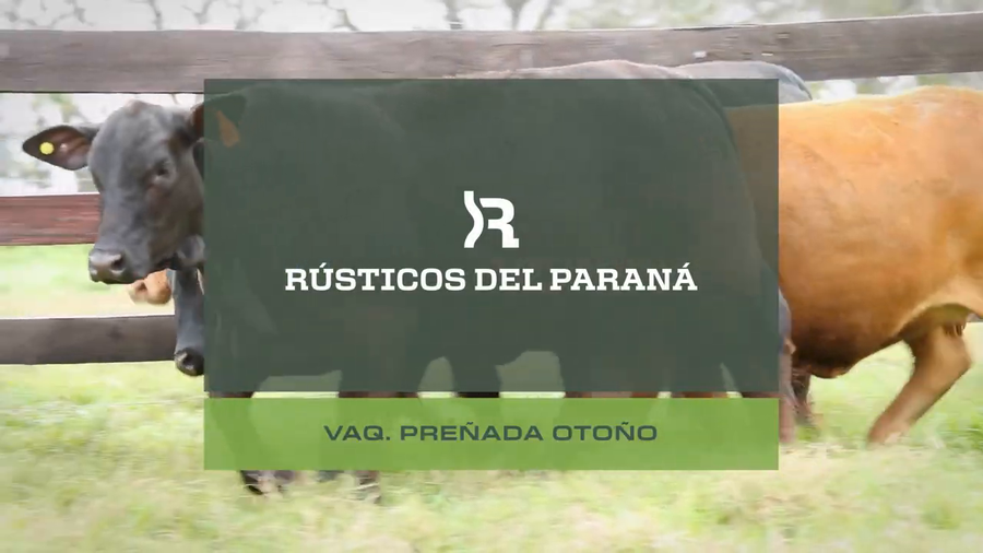 Lote VAQUILLONAS PREÑADAS