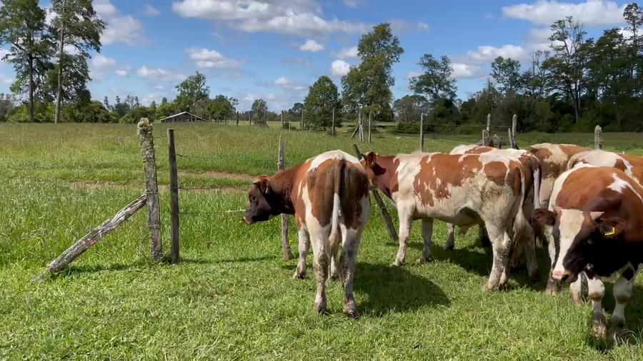 Lote 35 Ternero en Puerto Varas, X Región Los Lagos