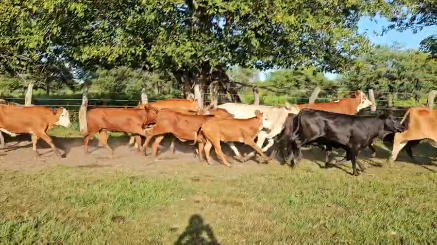 Lote 53 Terneros/as