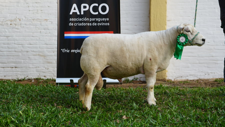 Lote Texel Expo Internacional 2022 - Lote 4