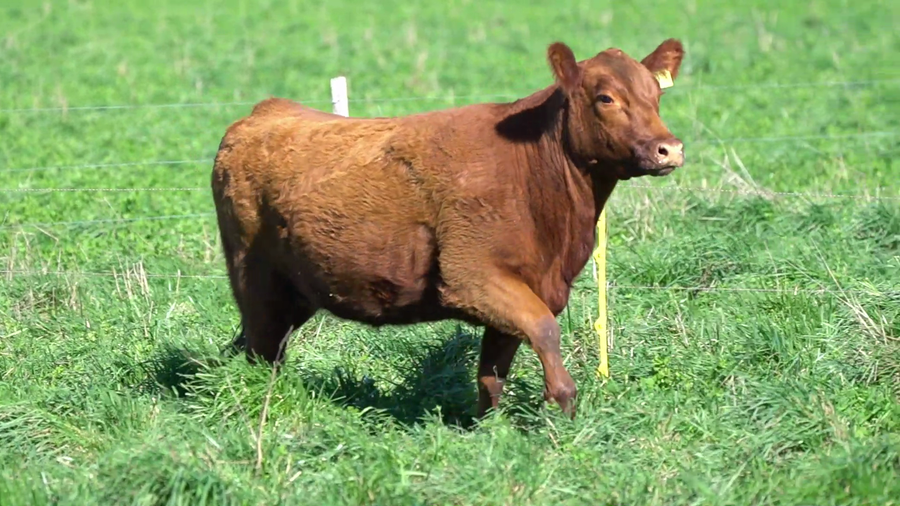Lote VAQUILLONA PP