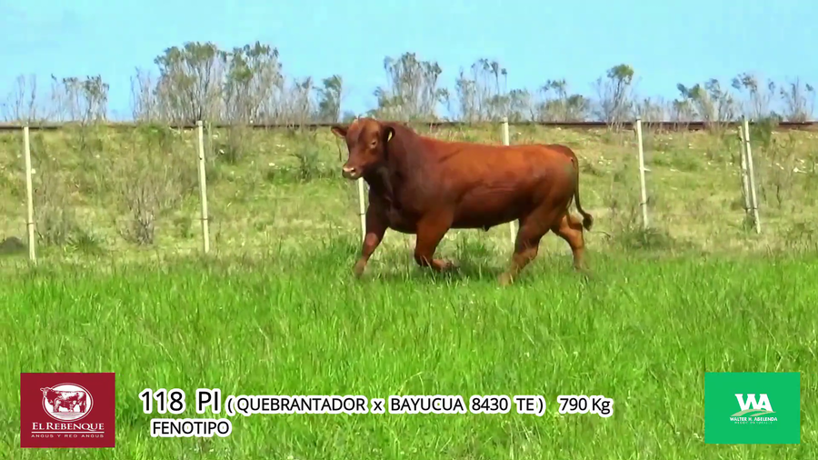 Lote Toros a remate en Angus el Rebenque  en Asociación Rural de Florida