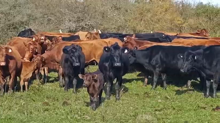 Lote 200 Vacas nuevas C/ cria en Entre Ríos, San Jaime