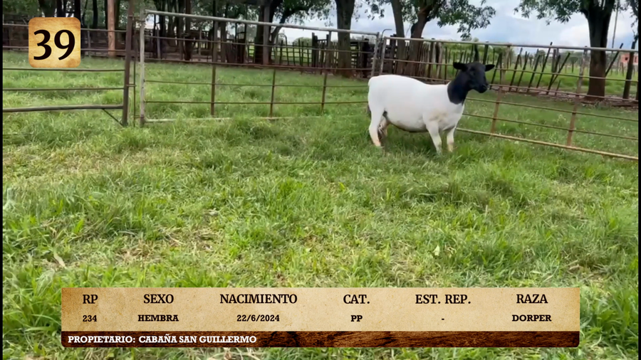 Lote LOTE 39