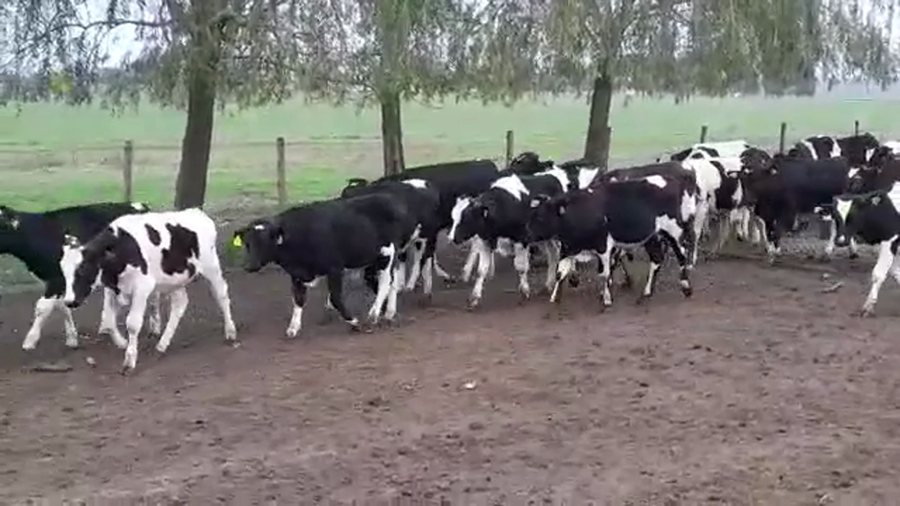 Lote TERNEROS HOLANDO