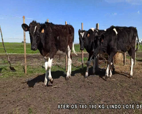 Lote 8 Terneros en José Enrique Rodó, Soriano