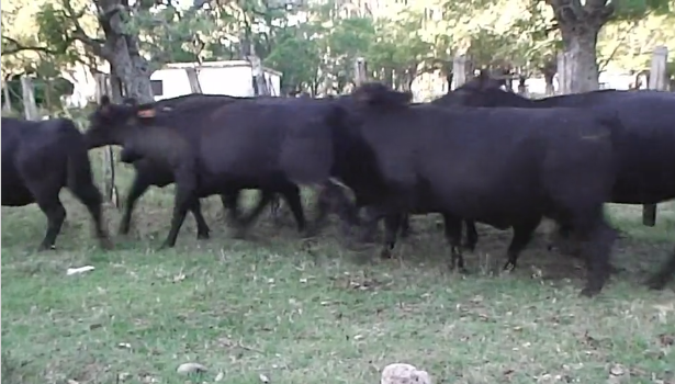 Lote (Vendido)33 Vaquillonas Vacas Preñadas 31 aa,  2 ra a remate en 219˚ Remate Plaza Rural 450kg - , Río Negro