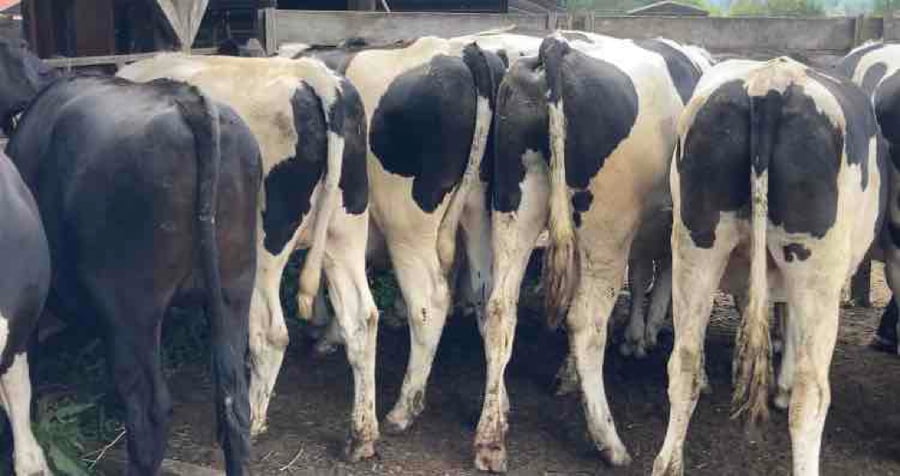 Lote 20 Novillo Gordo en XIV Región Los Ríos, Los Lagos