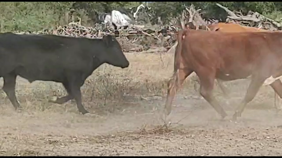 Lote 45 Novillitos Braford, Brangus y Angus en Calchaquí, Santa Fe