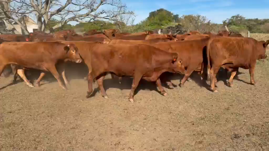 Lote 70 Novillos