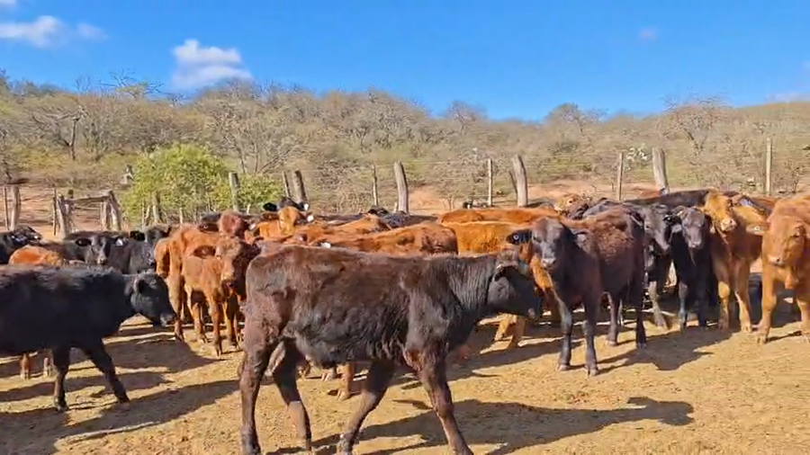 Lote 60 Terneras en Salta, Gral. Güemes