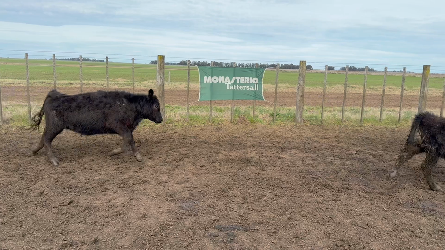 Lote 15 Terneras en Buenos Aires, Tres Arroyos