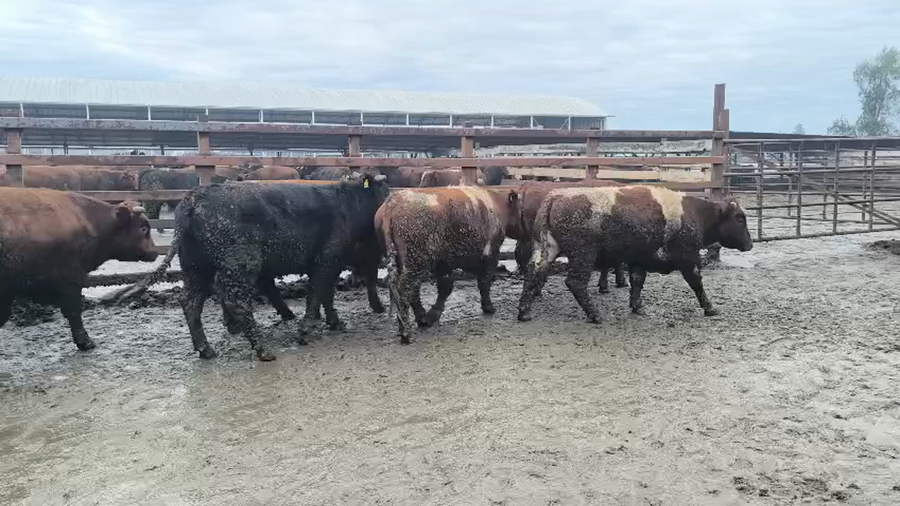 Lote 40 Novillo Gordo en Los Ángeles, VIII Región Biobío