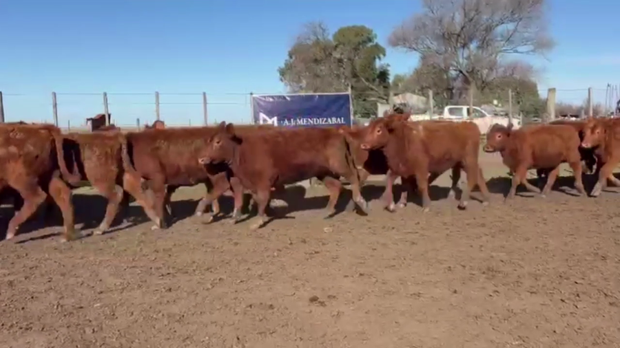Lote 75 TERNS. HEMBRAS, EN GUAMINI, BS. AS.