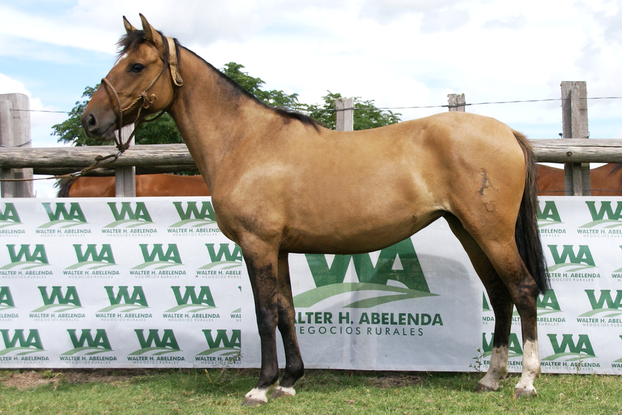 Lote ATENEA LINDA JA